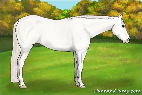 Horse Color:White Spotted Perlino Dun 