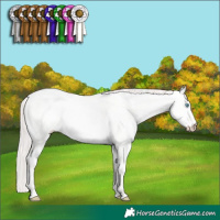 Horse Color:White Spotted Perlino Dun 