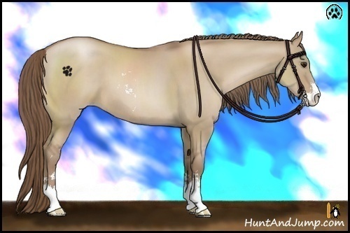 Horse Color:Grullo Pearl Sabino 