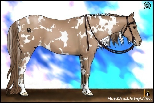 Horse Color:White Spotted Black Pearl Sabino 