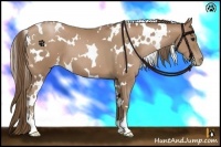 Horse Color:White Spotted Black Pearl Sabino 