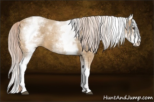 Horse Color:White Spotted Palomino Splash 