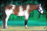 Horse Color:White Spotted Bay 
