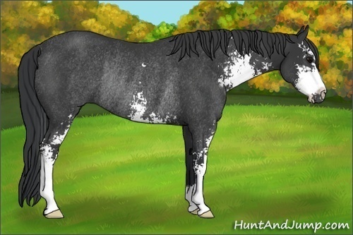 Horse Color:Black Sabino Rabicano 