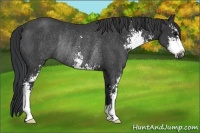 Horse Color:Black Sabino Rabicano 