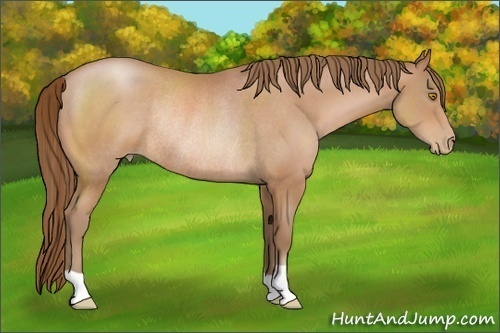 Horse Color:Bay Pearl Rabicano 