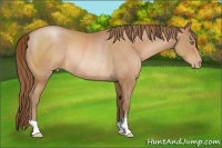 Horse Color:Bay Pearl Rabicano