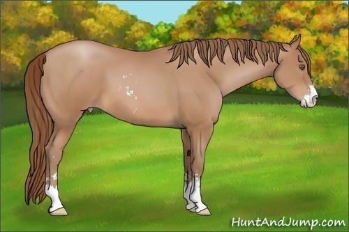 Horse Color:Brown Pearl Sabino 