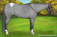 Horse Color:Blue Roan Varnish 