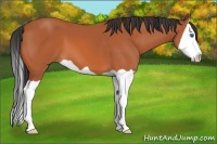 Horse Color:Bay Splash 