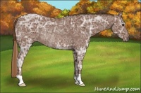 Horse Color:Chestnut Ice Rabicano