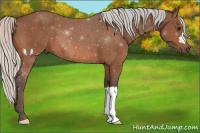 Horse Color:Silver Bay 