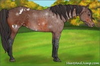 Horse Color:Bay Appaloosa