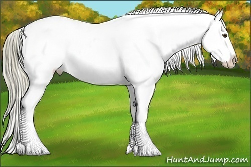 Horse Color:Liver Chestnut Splash Appaloosa 