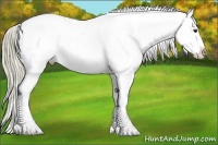 Horse Color:Liver Chestnut Splash Appaloosa 