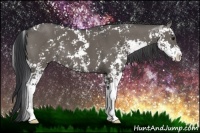 Horse Color:Grullo Sabino 