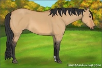 Horse Color:Bay Dun