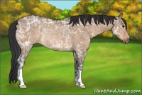 Horse Color:Bay Ice Dun Rabicano 