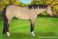 Horse Color:Bay Dun Rabicano 