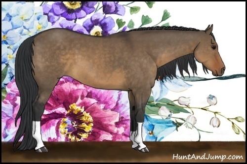 Horse Color:Brown Dun