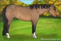 Horse Color:Bay Dun