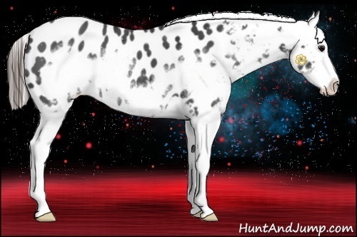 Horse Color:Black Sabino Frame Appaloosa 