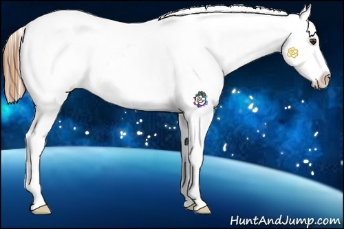 Horse Color:Chestnut Splash Appaloosa 