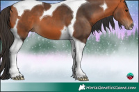 Horse Color:Bay Tobiano 