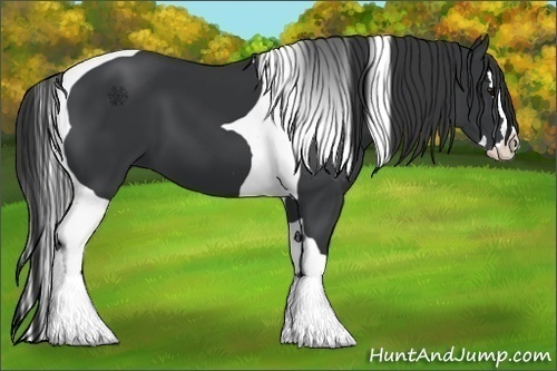 Horse Color:Black Splash Tobiano 