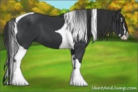 Horse Color:Black Splash Tobiano