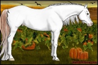 Horse Color:White Spotted Classic Champagne Splash Frame Appaloosa 