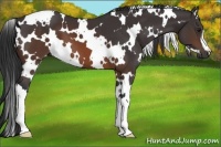 Horse Color:White Spotted Brown 