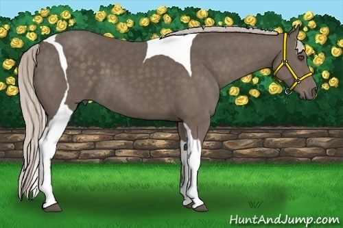 Horse Color:Silver Black Sabino Tobiano 
