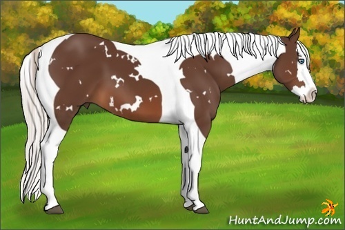 Horse Color:White Spotted Silver Brown Splash Tobiano