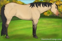 Horse Color:Bay Dun