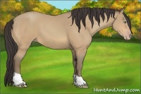 Horse Color:Amber Cream Champagne 