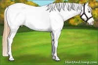 Horse Color:Buckskin Dun Appaloosa 