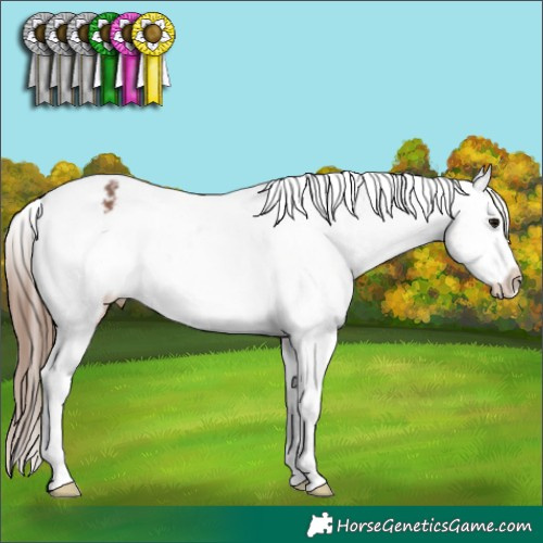 Horse Color:Bay Varnish Rabicano 