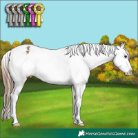 Horse Color:Bay Varnish Rabicano 