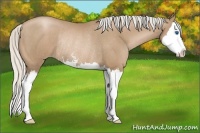 Horse Color:Silver Black Pearl Sabino Splash Rabicano