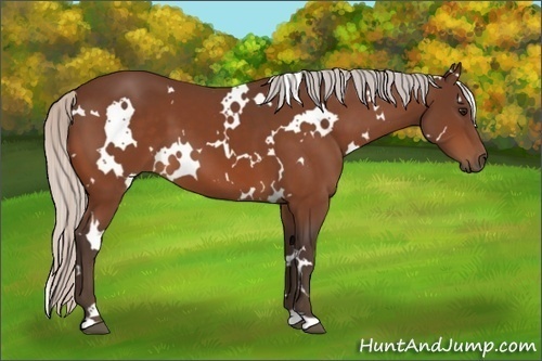 Horse Color:White Spotted Silver Bay 