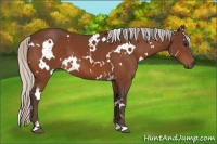 Horse Color:White Spotted Silver Bay 