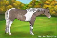 Horse Color:Silver Black Sabino Tobiano Rabicano