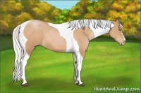 Horse Color:Silver Bay Pearl Tobiano