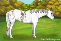 Horse Color:Silver Black Sabino 