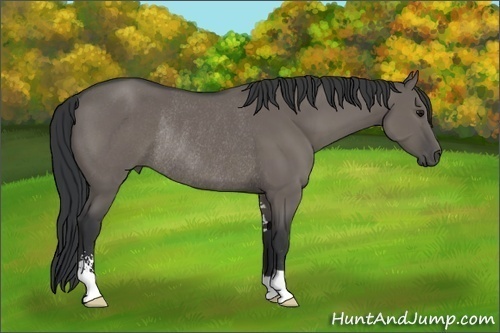 Horse Color:Grullo Sabino Rabicano 