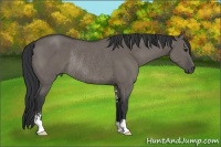 Horse Color:Grullo Sabino Rabicano