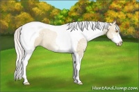 Horse Color:Silver Grullo Ice Pearl Sabino Tobiano Rabicano