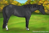 Horse Color:Black Sabino Rabicano 