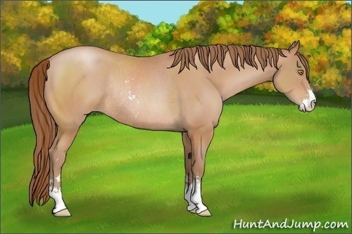Horse Color:Bay Pearl Sabino Rabicano 